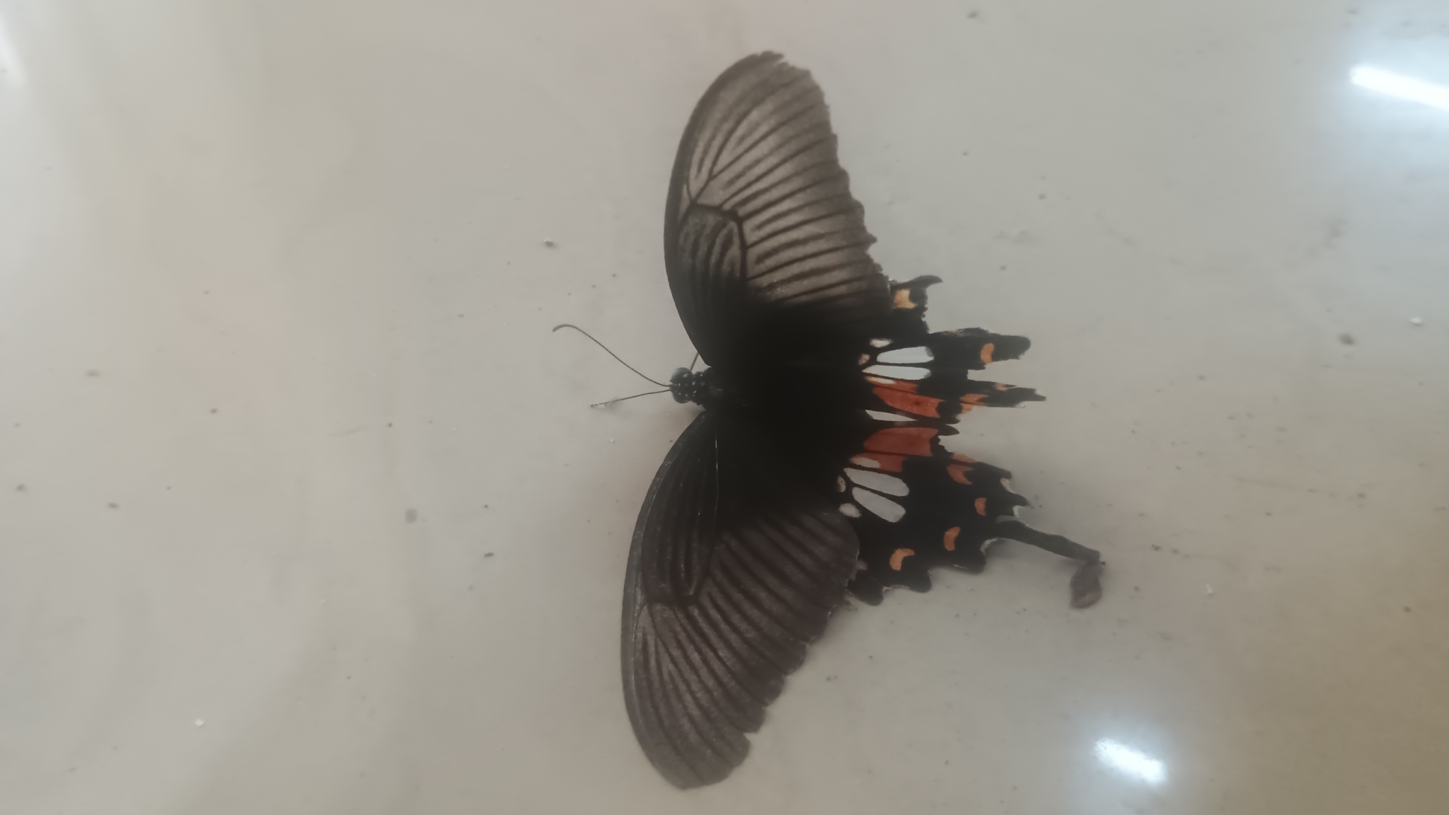 Common Mormon