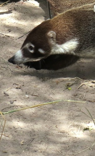 Nasua narica
