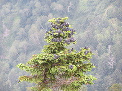 Abies mariesii