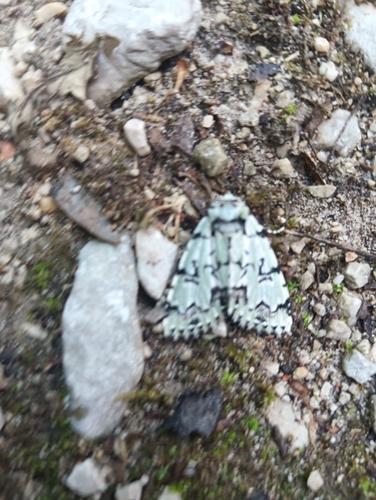 Scarce Merveille du Jour