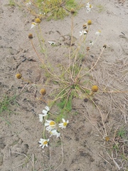 Tripleurospermum hookeri