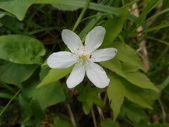 Anemonoides trifolia