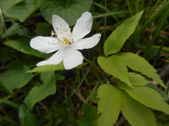 Anemonoides trifolia