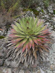 Agave filifera