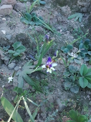 Sparaxis metelerkampiae