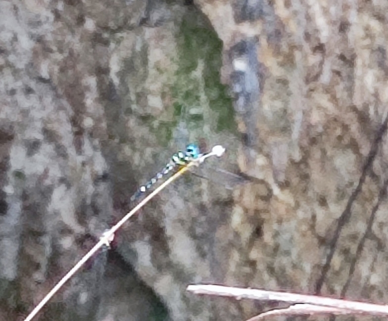 Pigmy Skimmer