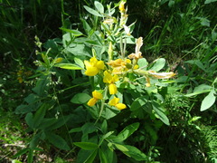 Thermopsis