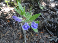 Scutellaria brittonii