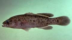 Nightfish photo 1