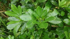Melicope triphylla