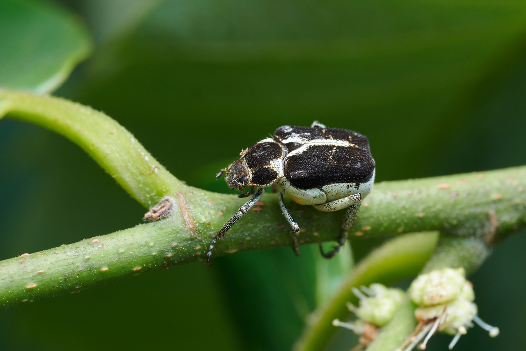 Monkey Bee Insect Monkey Beetles from 中国天目山风景区 on June 2, 2024 at 08:38 AM by Li Jianbo ...