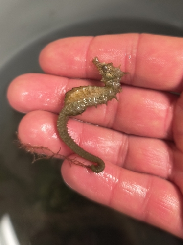 Northern Seahorse photographed in Virginia
