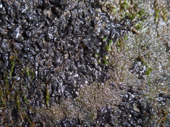 Scytinium juniperinum