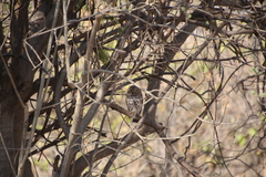 Glaucidium capense