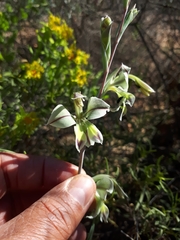 Gladiolus orchidiflorus