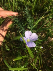 Linum austriacum