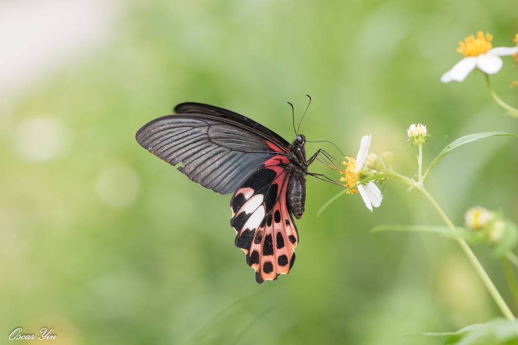 Formosan Swallowtail