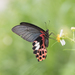 Papilio thaiwanus - Photo (c) 尹若宇, algunos derechos reservados (CC BY-NC), subido por 尹若宇