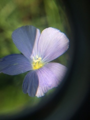 Linum austriacum