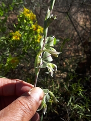 Gladiolus orchidiflorus