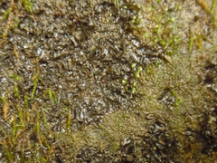 Scytinium juniperinum