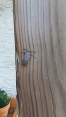 Lycorma delicatula