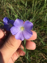 Linum austriacum