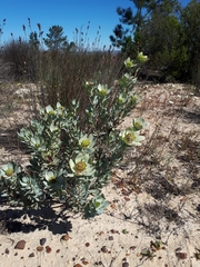 Leucadendron loranthifolium