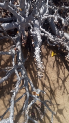 Pachypodium rosulatum subsp. rosulatum image