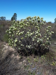 Leucadendron loranthifolium
