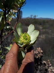 Leucadendron loranthifolium