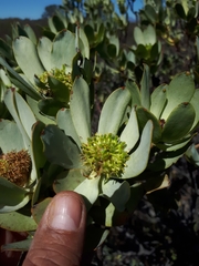 Leucadendron loranthifolium