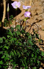 Oxalis comosa