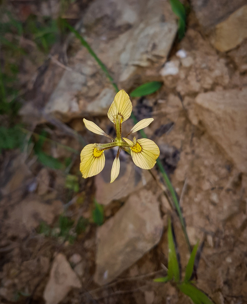 Moraea thomasiae