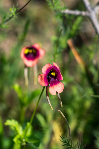 Longhorn Twinspur (Diascia longicornis)