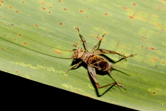 Svistella bifasciata