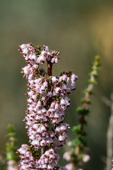 Erica paniculata