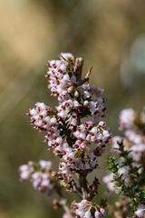 Erica paniculata