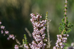 Erica paniculata
