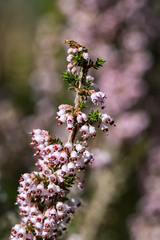 Erica paniculata