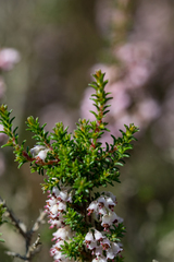 Erica paniculata