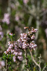 Erica paniculata