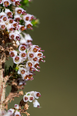 Erica paniculata