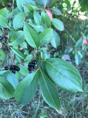 Aronia melanocarpa