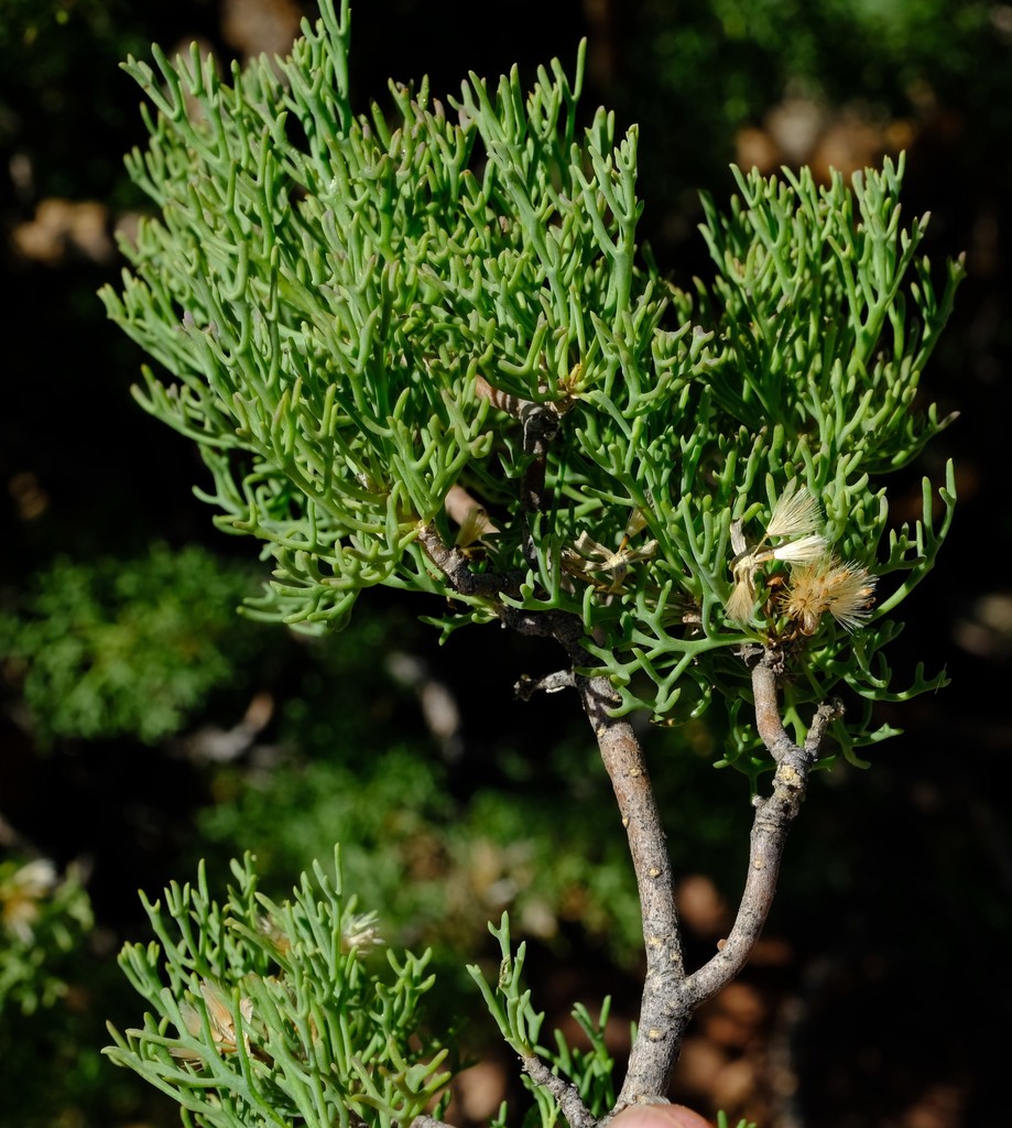 Othonna daucifolia