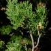Othonna daucifolia - Photo (c) Nick Helme, algunos derechos reservados (CC BY-SA), subido por Nick Helme