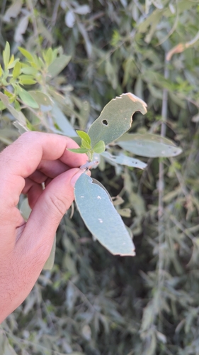 Image of Salvadora persica by no rights reserved