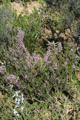 Erica paniculata