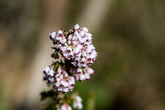 Erica paniculata