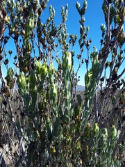 Leucadendron procerum